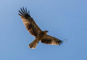 An adult red-tailed hawk flies into the sun on a bright blue sky day