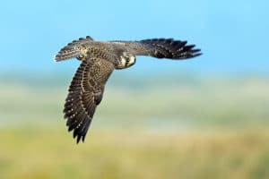 Peregrine Falcon in Flight against a Blue Sky