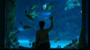Woman looking at fish at the Duluth Aquarium