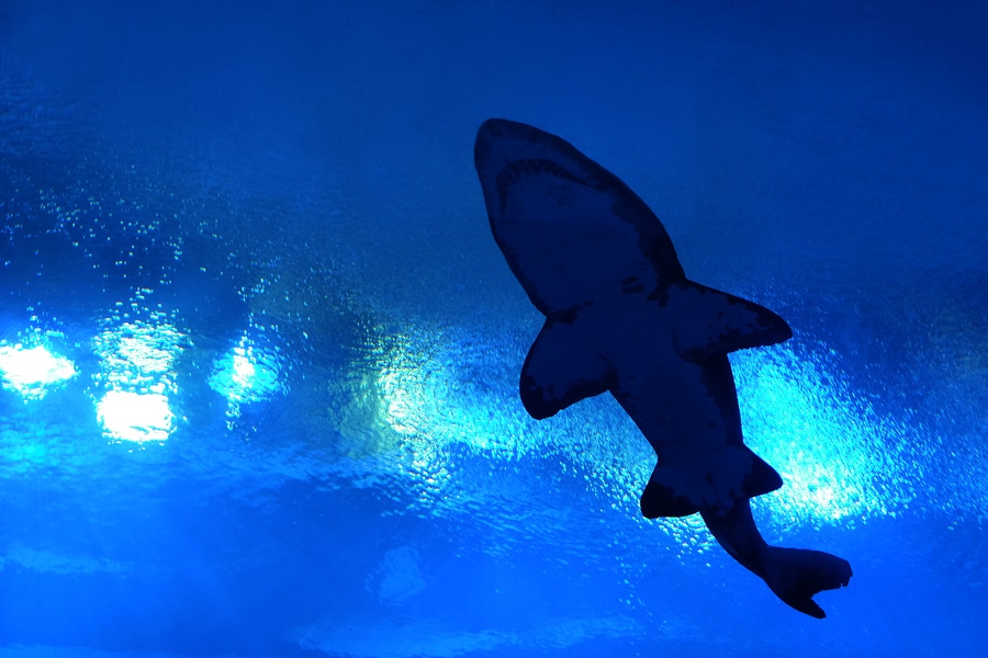 Visit the Duluth Aquarium this Fall